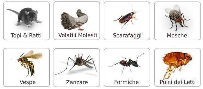 Infestanti diversi da scarafaggi o blatte a Pogliano Milanese? - My Disinfestazione